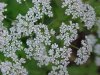 Wild Angelica (Angelica triquinata) - described as closely resembling the very poisoness Water Hemlock (Cicuta maculata)