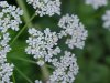 Wild Angelica (Angelica triquinata) - described as closely resembling the very poisoness Water Hemlock (Cicuta maculata)