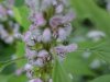 Motherwort (Leonurus cardiaca)
