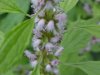 Motherwort (Leonurus cardiaca)