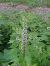 Motherwort (Leonurus cardiaca)