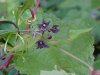 Black swallow-wort (Cynanchum nigrum; Cynanchum rossicum)