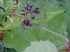 Black swallow-wort (Cynanchum nigrum; Cynanchum rossicum)