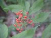 Redberry Elder berries (Sambucus pubens)