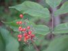 Redberry Elder berries (Sambucus pubens)