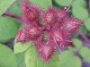 Of the Wild Red Raspberry family (Rubis idaeus)