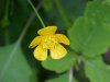 Common Buttercup (Ranunculus acris)