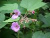 Purple-flowering Raspberry (Rubus odoratus)