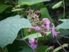 Purple-flowering Raspberry (Rubus odoratus)