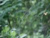 Spiderweb of LDEO, Columbia Univ., Palisades, N.Y., USA