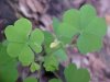 Yellow Wood Sorrel; Sour Grass (Oxalis stricta)