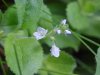 Common Speedwell (Veronica officinalis)