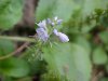 Common Speedwell (Veronica officinalis)