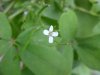Garlic Mustard (Alliaria petiolata)
