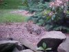 Rabbit of LDEO, Columbia Univ., Palisades, N.Y., USA