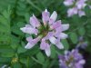 Crown Vetch (Coronilla varia)