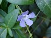 Periwinke; Myrtle (Vinca Minor)