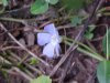 Periwinke; Myrtle (Vinca Minor)
