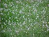 White Clover; Dutch Clover (Trifolium repens)