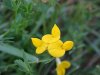 Birdsfoot Trefoil (Lotus corniculata)