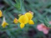 Birdsfoot Trefoil (Lotus corniculata)