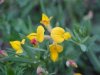 Birdsfoot Trefoil (Lotus corniculata)