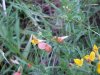 Birdsfoot Trefoil (Lotus corniculata)