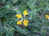 Birdsfoot Trefoil (Lotus corniculata)