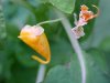 Pale Touch-me-not; Jewelweed (Impatiens pallida)