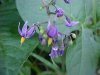 Bittersweet Nightshade; Climbing Nightshade; Deadly Nightshade (Solanum dulcamara)