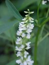 White Sweet Clover (Melilotus alba)