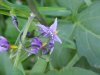 Bittersweet Nightshade; Climbing Nightshade; Deadly Nightshade (Solanum dulcamara)