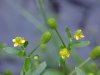 Kidneyleaf Buttercup (Ranunculus abortivus)