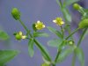 Kidneyleaf Buttercup (Ranunculus abortivus)