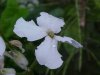 Dame's Rocket; Dame's Violet; Mother-of-the-Evening (Hesperis matronalis)