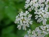 Wild Angelica (Angelica triquinata) - described as closely resembling the very poisoness Water Hemlock (Cicuta maculata)