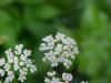 Wild Angelica (Angelica triquinata) - described as closely resembling the very poisoness Water Hemlock (Cicuta maculata)