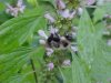 Bee on Motherwort (Leonurus cardiaca)