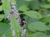 Bee on Motherwort (Leonurus cardiaca)