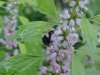 Bee on Motherwort (Leonurus cardiaca)