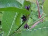 Black swallow-wort (Cynanchum nigrum; Cynanchum rossicum)