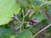 Black swallow-wort (Cynanchum nigrum; Cynanchum rossicum)