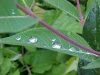 Water droplets on leaves of Indian Hemp (Apocynum cannabinum) (A Dogbane - True Hemp is Cannabis; another family)