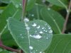 Water droplets on leaves of Indian Hemp (Apocynum cannabinum) (A Dogbane - True Hemp is Cannabis; another family)