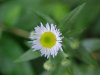 Philadelphia Fleabane (Erigeron philadelphicus)