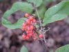 Redberry Elder berries (Sambucus pubens)