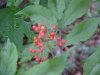 Redberry Elder berries (Sambucus pubens)