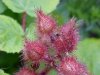 Of the Wild Red Raspberry family (Rubis idaeus)
