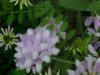 Crown Vetch (Coronilla varia) on a windy day