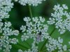 Wild Angelica (Angelica triquinata) - described as closely resembling the very poisoness Water Hemlock (Cicuta maculata)